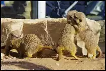 S��e kleine Kappelei der Erdm�nnchen im Tierpark an der Sababurg.