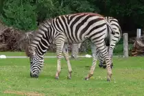 Ein grasendes Steppenzebra im Serengetipark, 9.9.15 