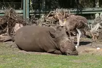 Nachdem dieses Nashorn das Strau�engelege im Serengetipark inspiziert hat, legt es sich erst mal nieder. Will es beim Br�ten helfen? 9.9.15 