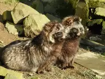  TUT DAS GUT ...2 MARDERHUNDE (Enoks),dem Waschb�ren �hnelnd,aber zur Familie der
Hunde geh�rend,genie�en am 7.2.2016 die Strahlen der Vorfr�hlingssonne im
Tierpark Niederfischbach/Siegerland.