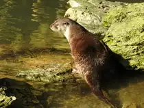 EURASISCHER FISCHOTTER (Lutra-Lutra),die am besten an das Leben im Wasser angepasste Marderart am 27.2.2016 bei der F�tterung im Tierpark NIEDERFISCHBACH/Siegerland.
Dieser kleine und famili�re Tierpark ist ein absolut lohnendes Ziel f�r Familienausfl�ge,zumal der junge Tierpfleger sehr fachkundige Erl�uterungen
f�r die Besucher ablieferte und man hier Beobachtungen und Fotografien machen kann,
die in der  freien Wildbahn  nur absolut versierten Tier- und Naturfotografen
m�glich sind...