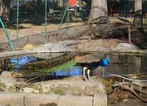 Blauer Pfau (Pavo cristatus) am 24.02.2016 im Lido von Brixen.