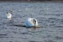Schwanen M�nnchen mit Drohgeb�rde gegen einen Nebenbuhler, der unterhalb der Kamera sich zur�ckzieht. - 28.02.2016