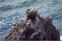 Dieses Storchennest habe ich auf einer Felsspitze an der portugiesischen Atlantikkste beim Cabo Sardao entdeckt. Neben den Elterntieren sind zwei Jungvgel im Nest zu sehen. Scan eines Dias vom Ende der 1990er Jahre.