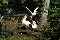 St�rche im Wildpark MV (04.09.2015)