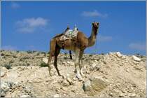 Dromedar in der Negev (Israel). Scan eines Dias vom Mrz 1978.