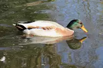 Ente im Park, Pastorswall St. T�nis, 13.4.14