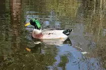 Ente im Park, Pastorswall St. T�nis, 13.4.14