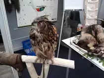 Uhu auf der Konventa in L�bau 30.04.2011