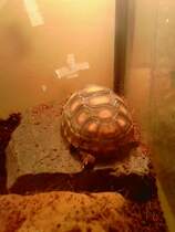 Griechische Landschildkrte