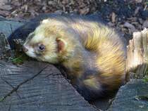 Walter Zoo Gossau/SG - Ein Fretchen  .. Foto vom 20.05.2007