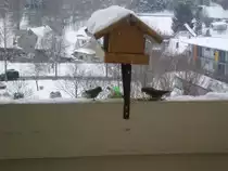 V�gel am 20.02.2013 in Olbersdorf