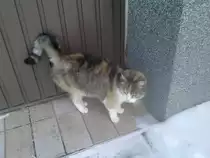 Katze am 14.03.2013 in Olbersdorf