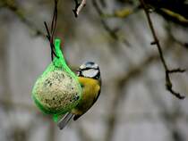 Blaumeise(Cyanistes caeruleus) hat einen Meisenkndel als Nahrungsquelle auserkoren; 160313