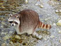 Waschbr(Procyon lotor) im Tierpark Grnau; 151220
