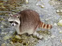 Waschb�r(Procyon lotor) im Tierpark Gr�nau; 151220