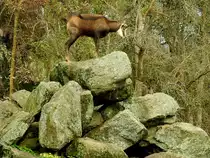 G�mse(Rupicapra) als flotter Kletterer; 151108