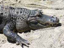Walter Zoo Gossau/SG - Ein Krokodil .. Foto vom 20.05.2007