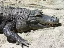 Walter Zoo Gossau/SG - Ein Krokodil .. Foto vom 20.05.2007