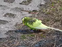 Wellensicttich auf der Stra�e am 21.04.2013 in Olbersdorf