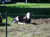 Kuh in Olbersdorf am 19.05.2013