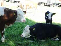 K�he in Olbersdorf am 19.05.2013