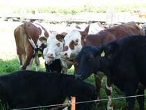 K�he in Olbersdorf am 19.05.2013