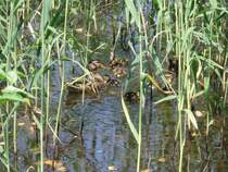 Enten in Eichgraben am 09.07.2013