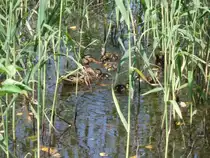 Enten in Eichgraben am 09.07.2013