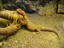 Walter Zoo Gossau/SG - Bewohner eine Orange-R�tliche Echse .. Foto vom 20.05.2007