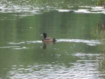 Ente in Eichgraben am 11.07.2013