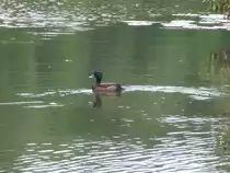 Ente in Eichgraben am 11.07.2013