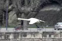 ein Schwan �berfliegt den Rhein bei Koblenz 12.3.2016