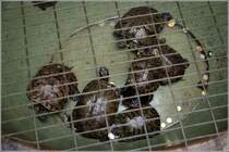 Diese Schildkrten wurden im Kun lam tong-Tempel in Macau als Glcksbringer gehalten. Scan eines Dias vom Januar 1997.
(Sofern falsche Kategorie, bitte korrigieren.)