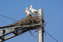 Weisstorchen Paar nistet auf einem Fahrleitungsmast beim Bahnhof Kaiseraugst. Die Aufnahme stammt vom 19.03.2016.