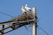 Weisstorchen Paar nistet auf einem Fahrleitungsmast beim Bahnhof Kaiseraugst. Die Aufnahme stammt vom 19.03.2016.