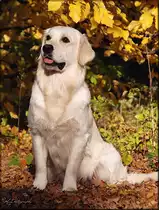 Gladword's Golden Retriever - Zuchth�ndin:
 Gladword's True Loving Benita 