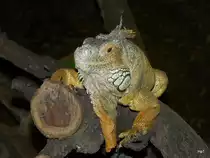 Walter Zoo Gossau/SG - Bewohner ein Leguan.. Foto vom 20.05.2007