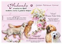 Gladword's Golden Retriever Wurferwartung April 2016