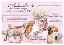 Gladword's Golden Retriever Wurferwartung April 2016