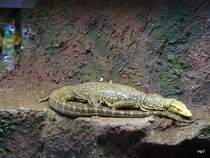 Walter Zoo Gossau/SG - Bewohner ein Quittenwaran .. Foto vom 20.05.2007