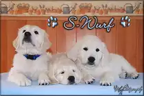 Gladword's Golden Retriever Welpen