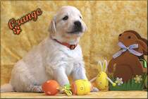 Gladword's Golden Retriever Welpe