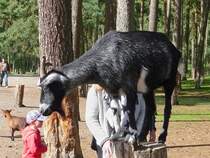  Bergziege  oder  Zwergziege  im Serengetipark, 9.9.15 