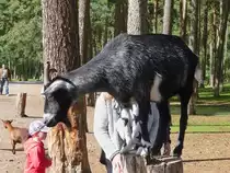  Bergziege  oder  Zwergziege  im Serengetipark, 9.9.15 