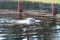 Viel mehr als den Kopf bekommt man vom Seehund im Serengetipark kaum je zu sehen, wenn berhaupt. Also eher ein Seh-nicht-Hund 9.9.15 