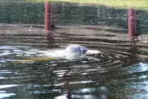 Viel mehr als den Kopf bekommt man vom Seehund im Serengetipark kaum je zu sehen, wenn �berhaupt. Also eher ein Seh-nicht-Hund 9.9.15 