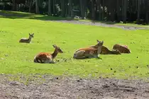 Noch liegt das Damwild auf der Wiese im Serengetipark, 9.9.15 