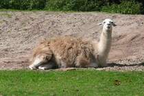 Liegendes Lama im Serengetipark, 9.9.15 