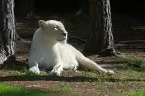 Wei�e L�win im Serengetipark, 9.9.15